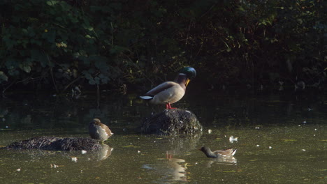 Una-Familia-De-Patos-Nadando-Y-Parados-En-Una-Roca-En-Un-Lago-Turbio-En-Cámara-Lenta