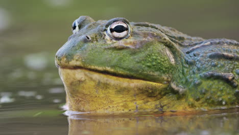 Makro-Eines-Afrikanischen-Riesen-Ochsenfrosches,-Der-Im-Wasser-Ruht