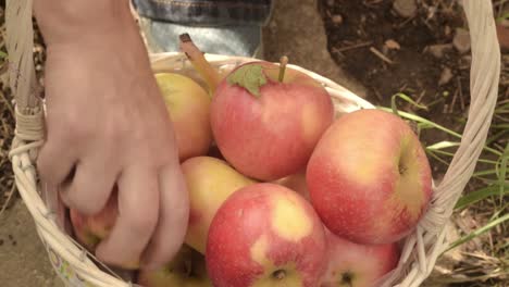 hand choosing healthy option of fresh red and yellow apples and bananas from basket