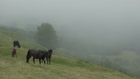 cute horse family - group walking on a foggy mountain hill