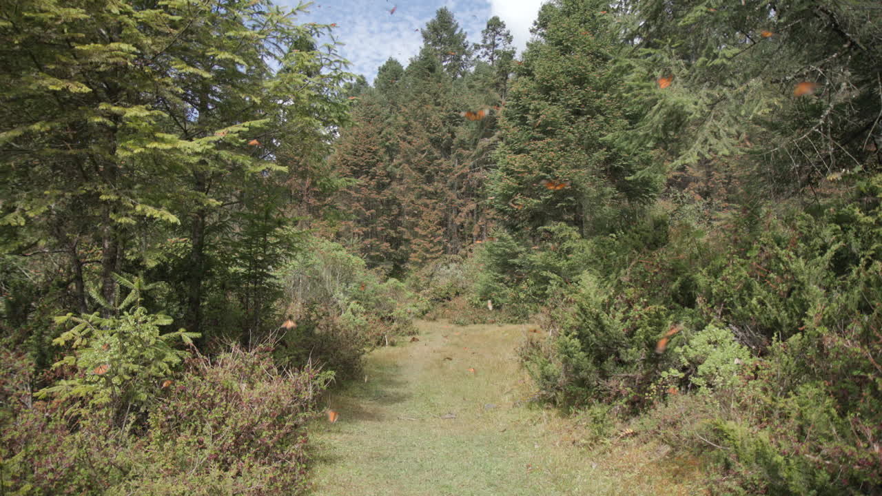 en la reserva de la biosfera de la mariposa monarca en méxico, miles de mariposas monarca vuelan sobre un claro de hierba entre los árboles