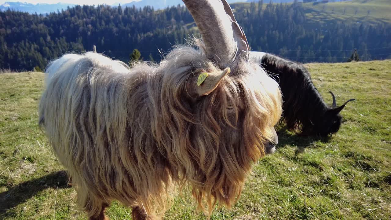Jarak dekat kambing leher tembaga berbulu langka di padang rumput di Swiss