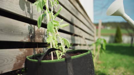 watering green herb growing in a pot at house garden