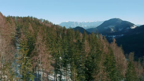 4K-UHD-aerial-drone-flight-moving-closely-above-snowy-green-forest-tree-tops-in-the-Bavarian-Alps-in-winter-in-Germany,-near-Austria