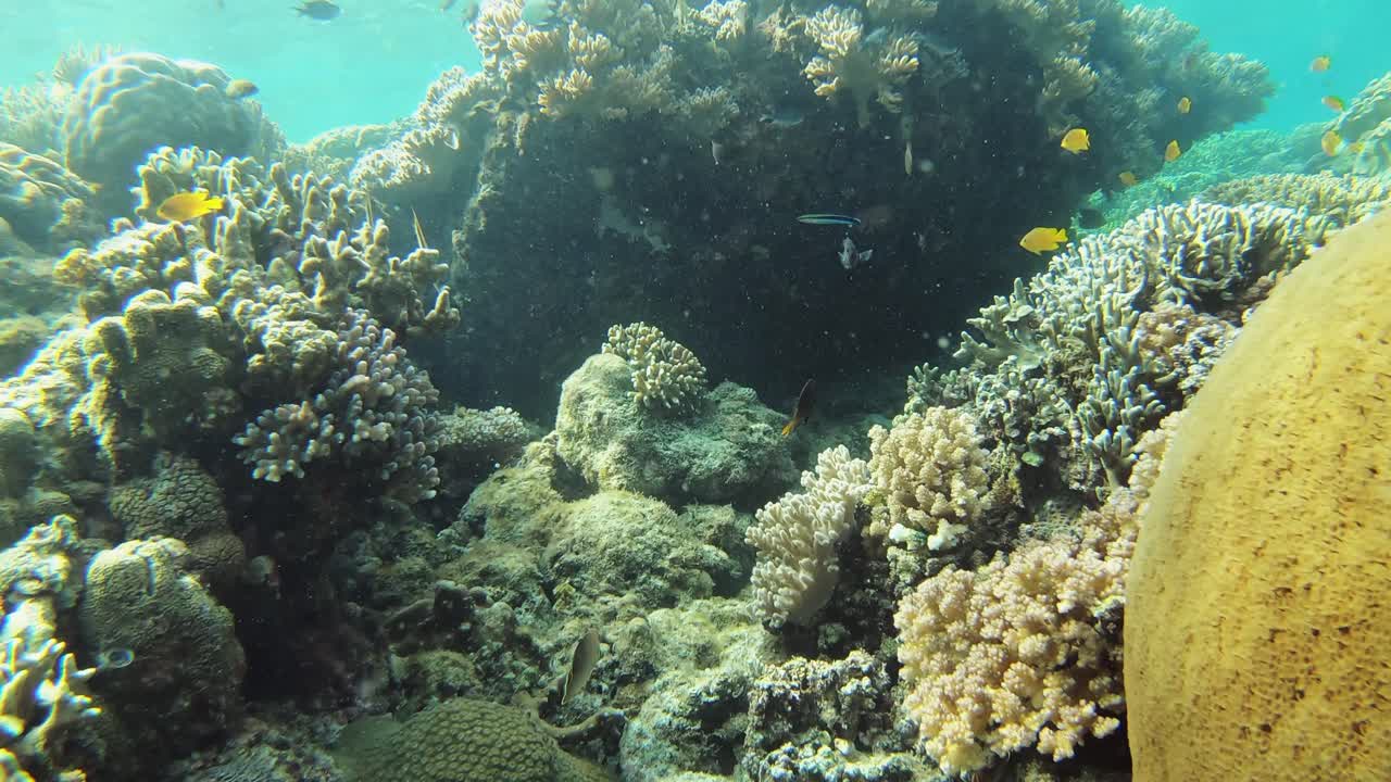 un viaje a través de un arrecife de coral en filipinas