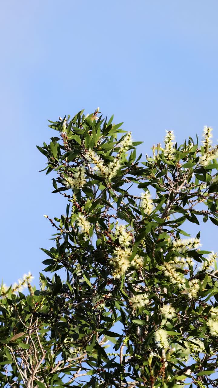 Un albero di Melaleuca con fiori bianchi ondeggia dolcemente sotto la luce del giorno intensa, sullo sfondo di un cielo azzurro limpido.