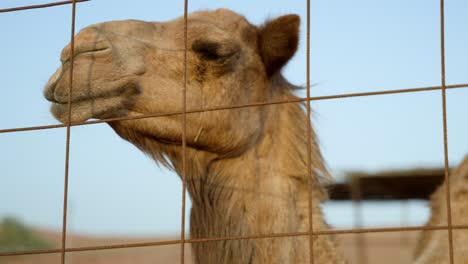 Super close-up view of two camels behind fence bothered by insects