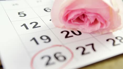 rosa rosa no calendário