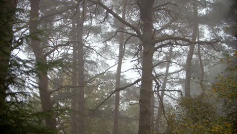 looking through trees in autumn woodland on a misty morning