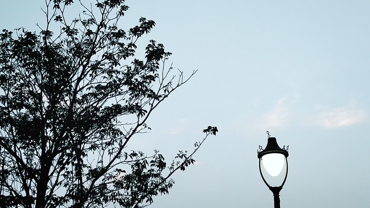 Real-time upward to downward camera tilt showing silhouetted tree and vintage street lamp against calm sky. Great for urban nature themes, transitions or aesthetic backgrounds
