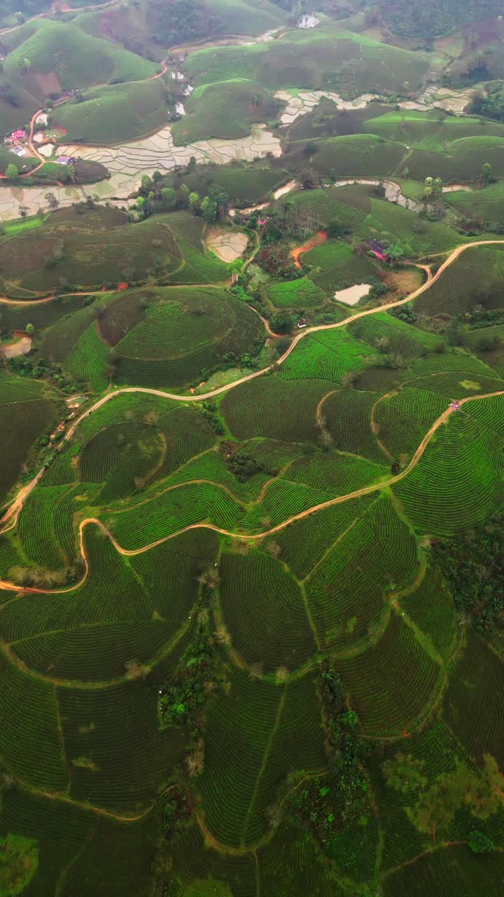 Vista aerea verticale con drone di piantagioni di tè e risaie allagate su terreni agricoli collinari nel Vietnam settentrionale, con terreni agricoli coltivati a valle in un paesaggio agricolo rurale.