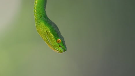 La-Víbora-De-Labios-Blancos-Es-Una-Víbora-Venenosa-Endémica-Del-Sudeste-Asiático-Y-A-Menudo-Se-Encuentra-Durante-La-Noche-Esperando-En-Una-Rama-O-Rama-De-Un-árbol-Cerca-De-Un-Cuerpo-De-Agua-Con-Muchos-Alimentos