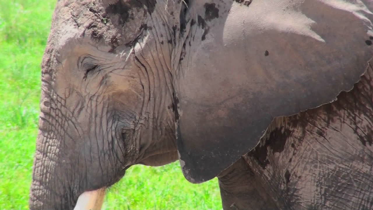 잠자는 코끼리의 멋진 프로필 샷
