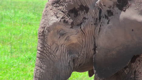 Una-Bonita-Foto-De-Perfil-De-Un-Elefante-Durmiendo