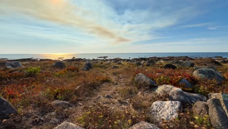 dry grass waves in the wind near the coastline of north atlantic ocean on a sunny day in autumn