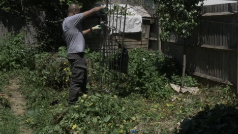 uk asian adult male pulling metal frame from bindweed in back garden