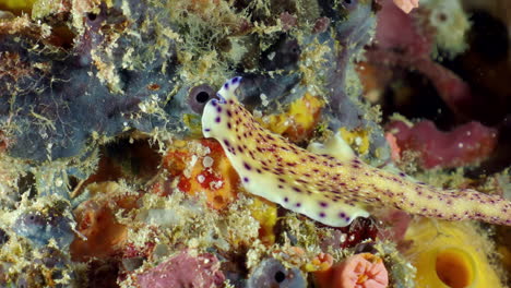 Lila-Gefleckter-Gelber-Plattwurm,-Der-Auf-Korallenpolyp-Am-Meeresboden-Kriecht