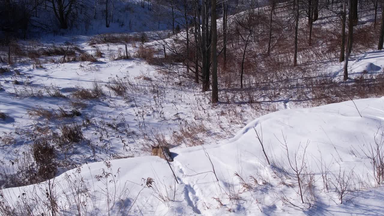 추운 겨울을 견디기 위해 깊은 가루 눈과 들판을 달리는 코요테