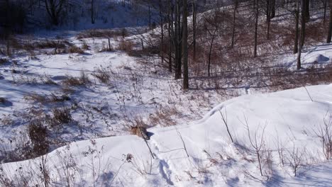 coyote corriendo a través de la nieve en polvo profunda y los campos para sobrevivir al frío invierno