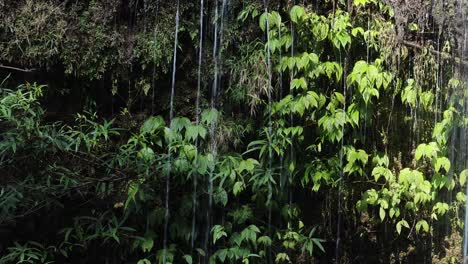 sunbeams dance through leaves in a serene forest