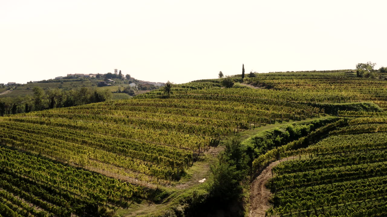 Vigneti su colline ondulate