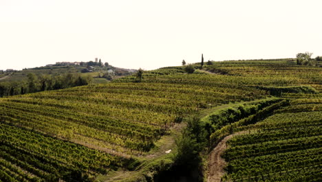 vineyards on rolling hills