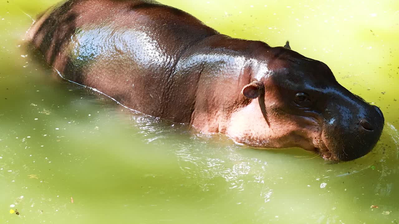 Hipopótamo pigmeo disfrutando de un baño en el zoológico