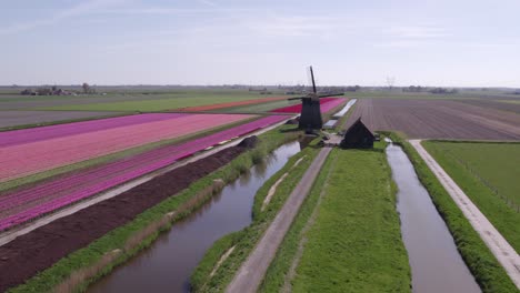 Flying-over-typical-dutch-landscape-with-tulips-and-windmills,-aerial