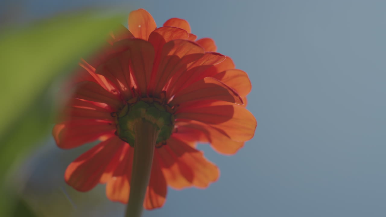 zinnia arancione illuminata dal sole dal basso, una mano delicata che sfiora i petali su un cielo azzurro limpido, macro a basso angolo di un fiore retroilluminato con bokeh morbido, stelo e foglia visibili, tepore mattutino e texture delicata