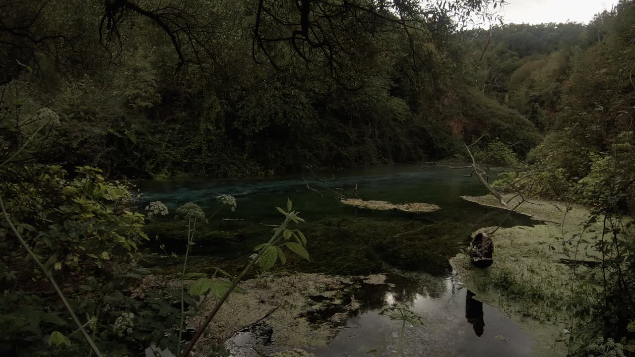 canal natural en un bosque rodeado de flora intacta
