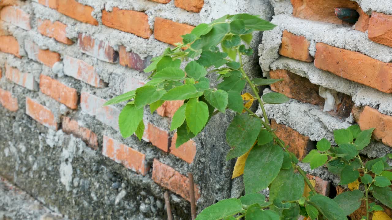 벽에 자라는 풀의 클로즈업