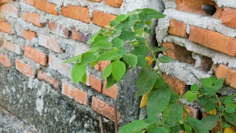 Nahaufnahme-Von-Gras,-Das-An-Der-Wand-Wächst