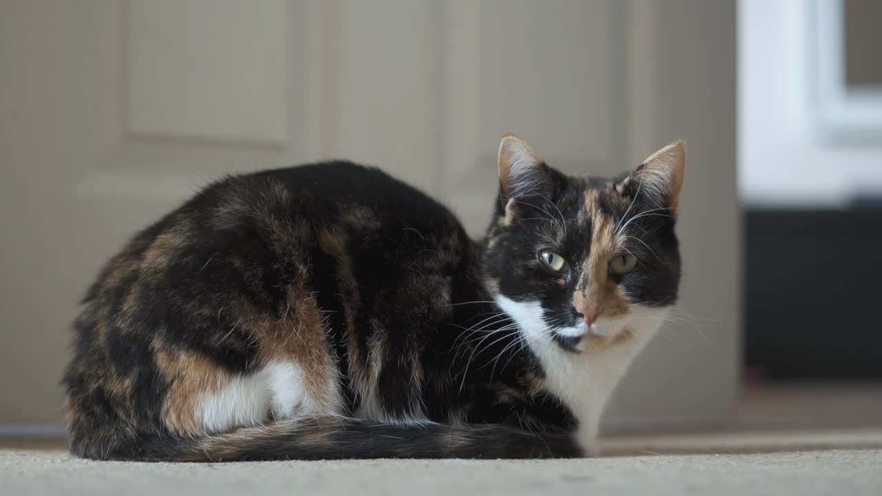 Giovane gatto riposa su un tappeto, seduto nella luce del sole che entra dalla finestra.