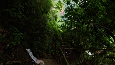 lush greenery along a secluded jungle trail