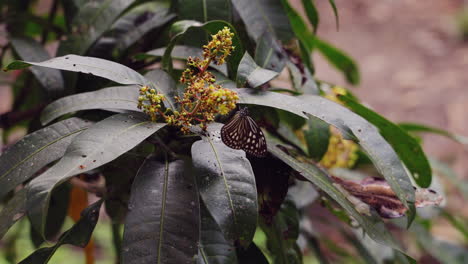 a butterfly pollinating a mango flower