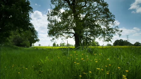 tree in an english countryside meadow