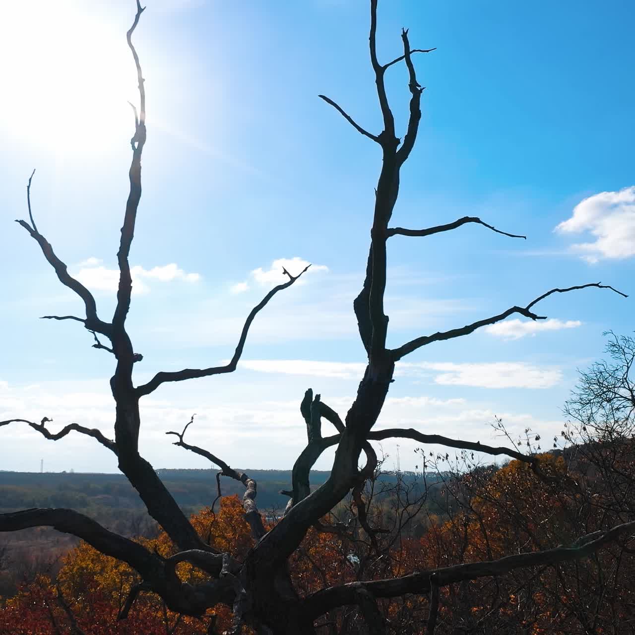 Autumn seasonal nature landscapes. Beautiful natural forest tree landscapes