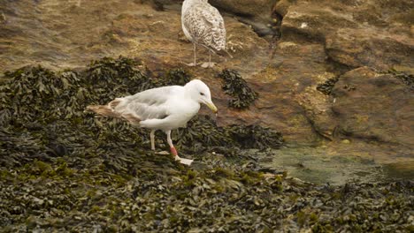 primer plano de una gaviota etiquetada caminando al borde del agua de mar en la playa de arena