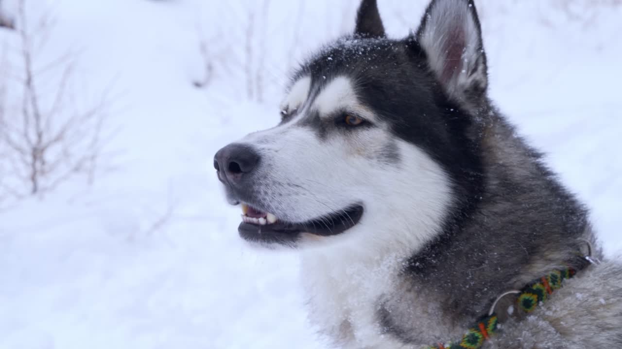 Adorable leashed Siberian husky dog panting outdoors on snow, close up