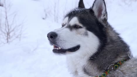 adorable leashed siberian husky dog panting outdoors on snow, close up