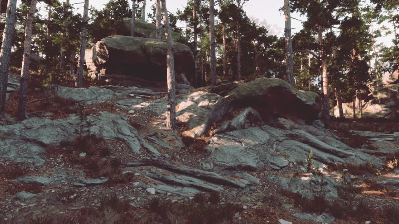 una escena de bosque pacífico con pinos altos y grandes rocas