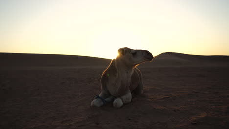 dromedary camel looking on right side while lying and resting on sand dunes at sunset - sahara desert in morocco