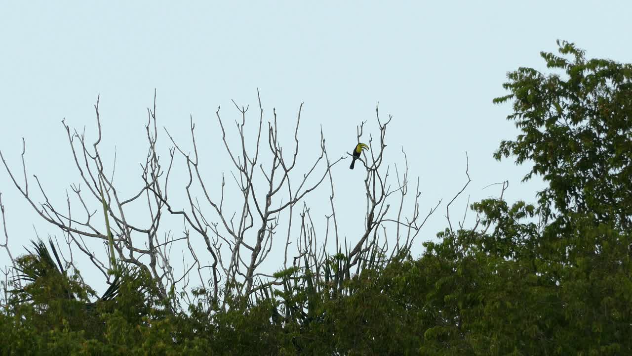 Large Keel Billed Toucan standing alone in a tree
