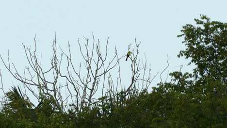 Großer-Tukan-Mit-Kielschnabel,-Der-Allein-In-Einem-Baum-Steht