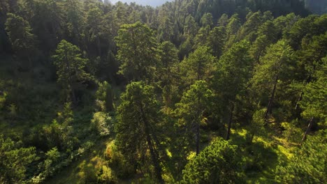 bosque denso y tranquilo con pinos y césped verde en el crepúsculo en la montaña