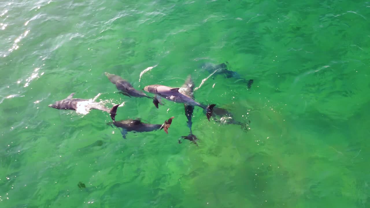 Drone aerial shot of close-up group pod of dolphins swimming float in crystal clear water channel Pacific Ocean Central Coast NSW Australia 4K