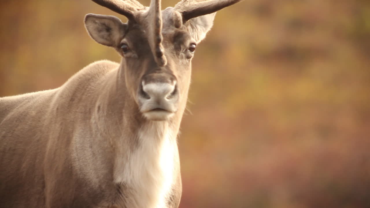 Close-up of a Reindeer