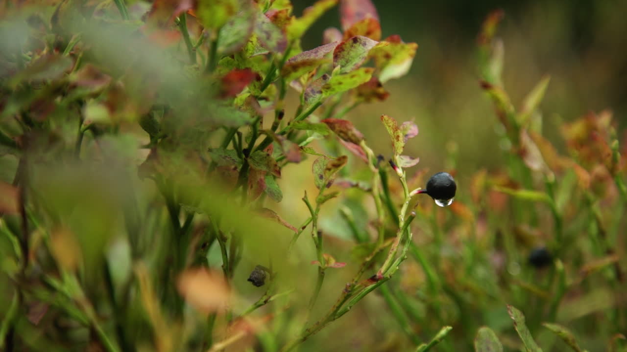 Close-up of Blueberries on a Bush in Autumn