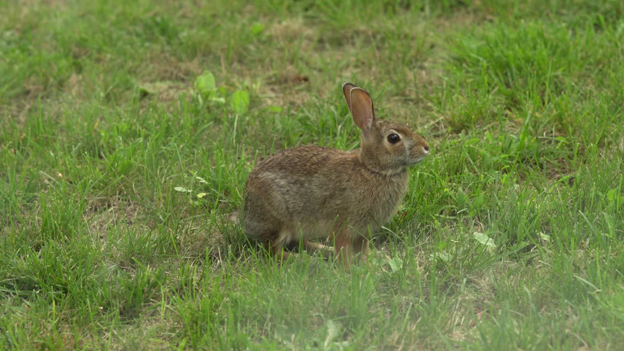 retrato de un conejito salvaje, hermoso animal de canadá
