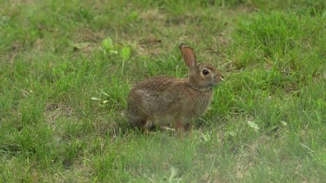 portrait of a wild bunny rabbit, beautiful animal of canada